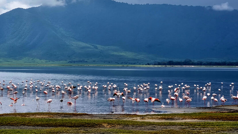 ছুটিরঘণ্টা I শ্যামলিমা গোরোঙ্গোরো