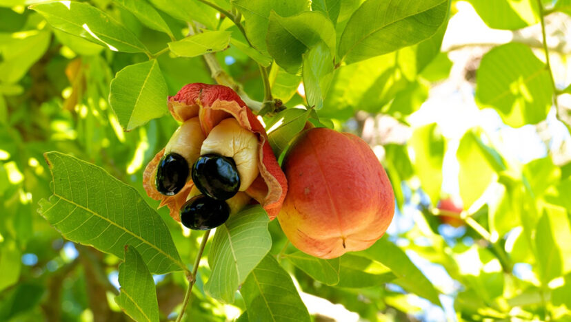 ইনফোগ্রাফ I আকি আপেল