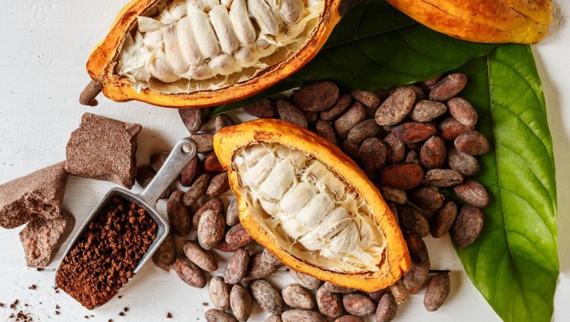 ইনফোগ্রাফ I কোকোয়া বিন বেনিফিটস