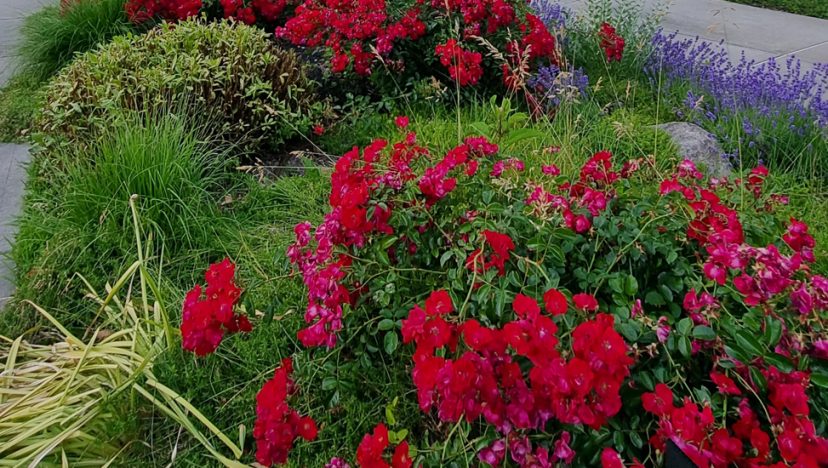 ছুটিরঘণ্টা I ফুলে ফুলে রোড আইল্যান্ড