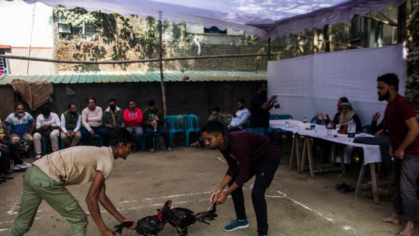 বিশেষ ফিচার I ঐতিহ্যের মুর্গবাজি